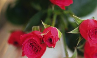 怎样使玫瑰花保存得更久（如何让玫瑰花保存的更久）