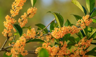 桂花树上可以嫁接其它果树吗 桂花树上可以嫁接什么果树