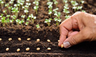 农业种植怎么申请贷款 怎样申请农业种植贷款