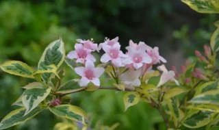 锦带花什么时候开花（锦带花花期是什么时候）