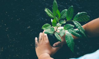 植物也会吃肉吗（为什么有些植物会吃肉）