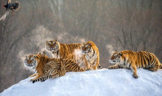 世界上最大的老虎是什么 世界上最大的老虎是什么虎?