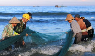 为什么献文鱼会有超级粗大的骨头 鱼为什么有骨头呢