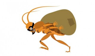 蟑螂属于什么类动物（蟑螂属于哪一类动物你判断的依据是什么）
