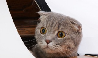 猫的瞳孔为什么会变大变小（猫瞳孔会变小变大是因为什么）