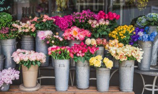 风信子一年开几次花（风信子一年开花了两次为什么）