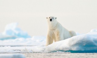 为什么说白熊是北极动物之王 北极的白熊