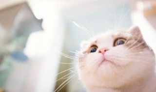 为什么猫喜欢被挠下巴 猫一直挠下巴