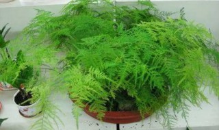 文竹的枝叶为什么会变黄（为什么文竹的叶子会变黄）