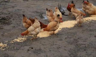 为什么鸡吃小石子 鸡为啥吃小石子