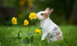 兔子怎么样才能养好 兔子怎么养活