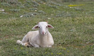 贵羊羊是谁 属羊贵人是谁