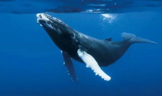为什么鲸在海水中会喷出水柱（鲸鱼经常在水面上喷水柱的行为是什么）