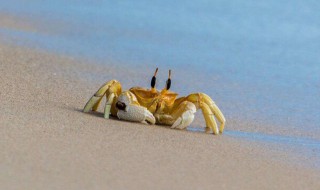 为什么螃蟹横着走路 为什么螃蟹横着走路读后感