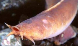 为什么盲鳗可以吃比它大得多的鱼 盲鳗是鱼吗