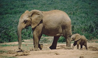 为什么要保护大象（为什么要保护大象北迁徙）