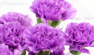 紫色妖姬的花语是什么 紫色妖姬图片和花语