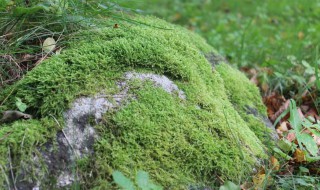 苔藓植物是怎样繁殖的 苔藓类植物是怎么繁殖的