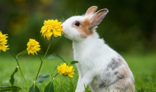 软萌可人眉清目秀的宠物兔兔的名字 兔子该叫什么名字好很可爱
