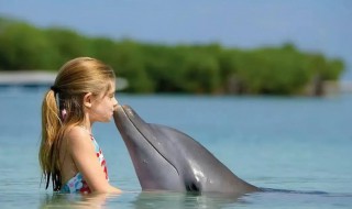 为什么海豚能救人 为什么海豚能救人写出两点原因