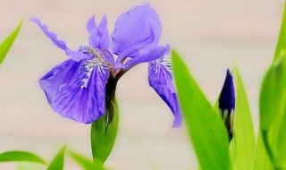 鸢尾花种植方法和时间 鸢尾花移栽时间