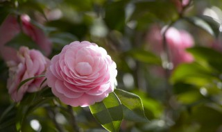 四季芙蓉花的养殖方法 四季芙蓉花的繁殖