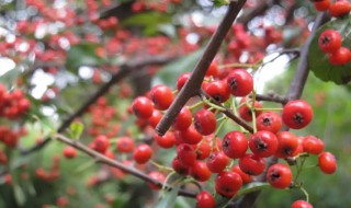 小叶虎刺的养殖方法（小叶虎刺用什么土壤种植）