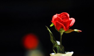 玫瑰花的花蕊是什么样子的 玫瑰花的花蕊是什么样子的又是什么颜色的