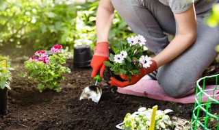 四季芙蓉花养殖方法 四季芙蓉花的养殖方法和注意事项