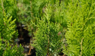 侧柏是什么植物（侧柏是什么植物(被子还是裸孑）