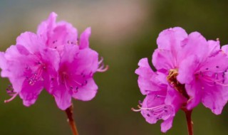 金达莱花的寓意是什么 金达莱花的由来