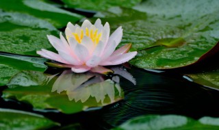 莲花种子怎么种植（莲花种子怎么种植数量）