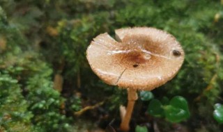 菌类属不属于植物（菌类是否属于植物）