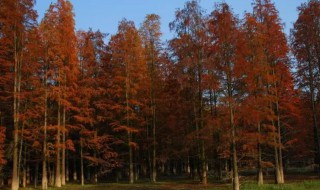 红松树种植方法 红松树怎么种植