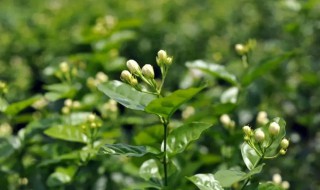 茉莉花茶是哪里产的 茉莉花茶是哪里产的好