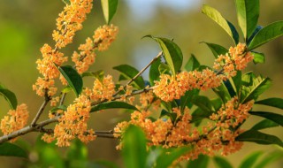 桂花树叶子掉光了还能活吗（桂花树落叶了还能活吗）