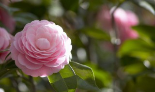 花猫花的养殖方法 怎样的花猫