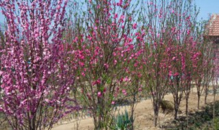 樱花树可以嫁接大樱桃吗（樱花树可以嫁接桃子吗）