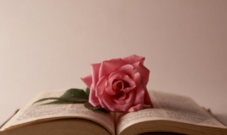 刺玫花就是玫瑰花吗 刺玫花跟玫瑰的区别