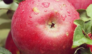 苹果树盆栽栽培方法是什么 盆栽苹果树的方法