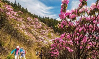 山花节是哪个民族的节日啊（花山节是哪个民族的节日）