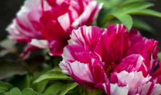 为什么牡丹被称为花中之王(牡丹花为什么被誉为花中之王)