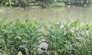 水生植物的生长需要什么 常见的水生植物有哪些它们的生长方式是怎样的