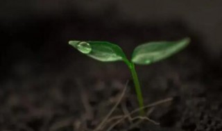 某些植物的生长与月亮有关吗 月亮对植物的生长有什么影响