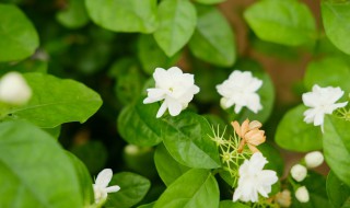 茉莉花茶的茶叶是什么植物的叶子 茉莉花茶是什么茶树的叶子