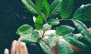 被子植物是不是就是双子叶植物 被子植物就是双子叶植物吗