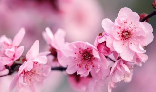 梅花的繁殖植方法 梅花怎样繁植