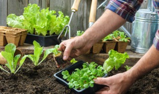 生物除了植物和动物外还有什么 生物界除了动物植物还有什么