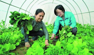 北方种菜立夏能种吗 立冬可以种植什么菜