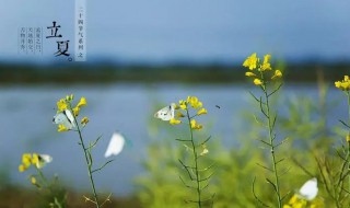 立夏的时候种月季树能种活吗（月季树夏天可以移栽么）